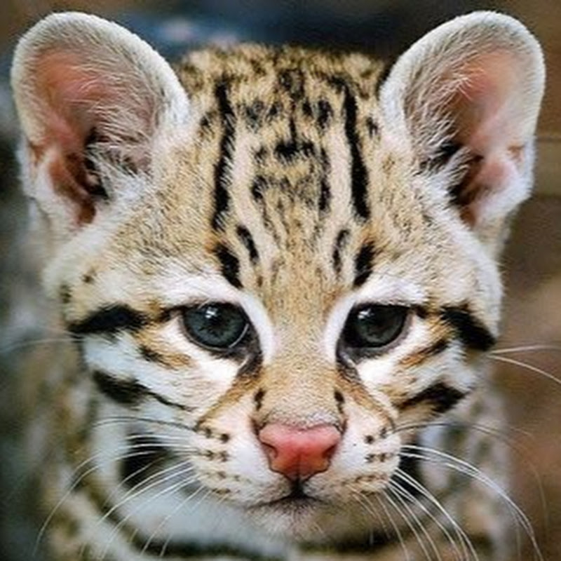 Photo de la chaîne de Little Leopard