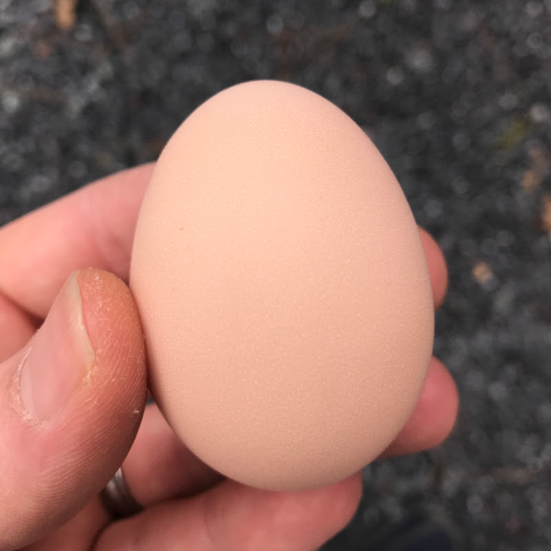 Photo de la chaîne de Forest Meadow Farm