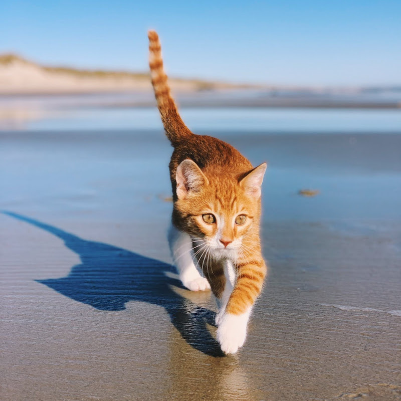 Photo de la chaîne de Caroline Jarvis - Marlin the CAT-DOG