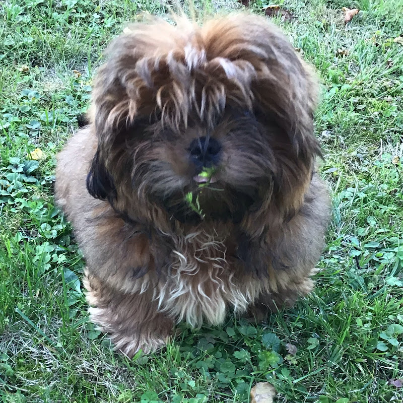 Photo de la chaîne de Pascal Teddy Easy