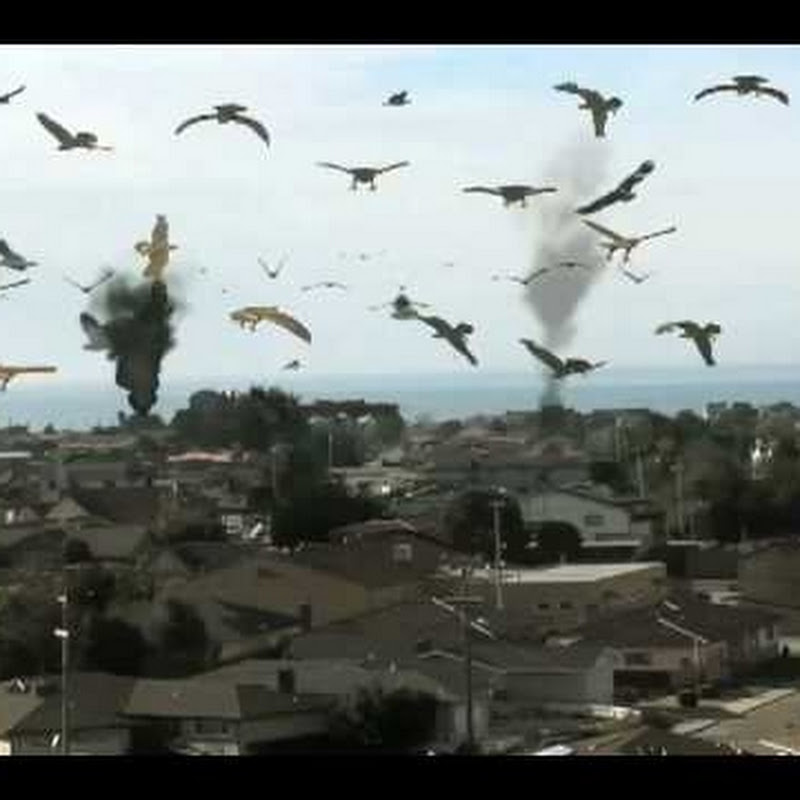 Photo de la chaîne de BirdemicShockTerror