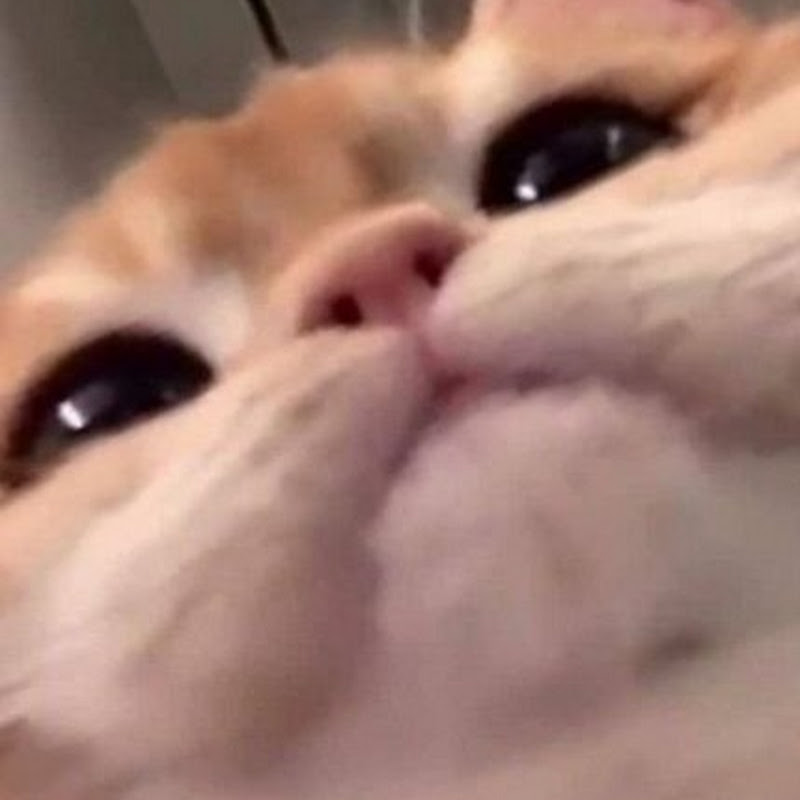 Photo de la chaîne de Ryscu