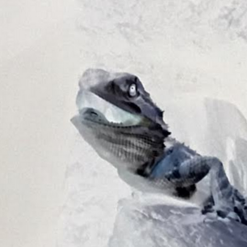 Photo de la chaîne de Slayerwy
