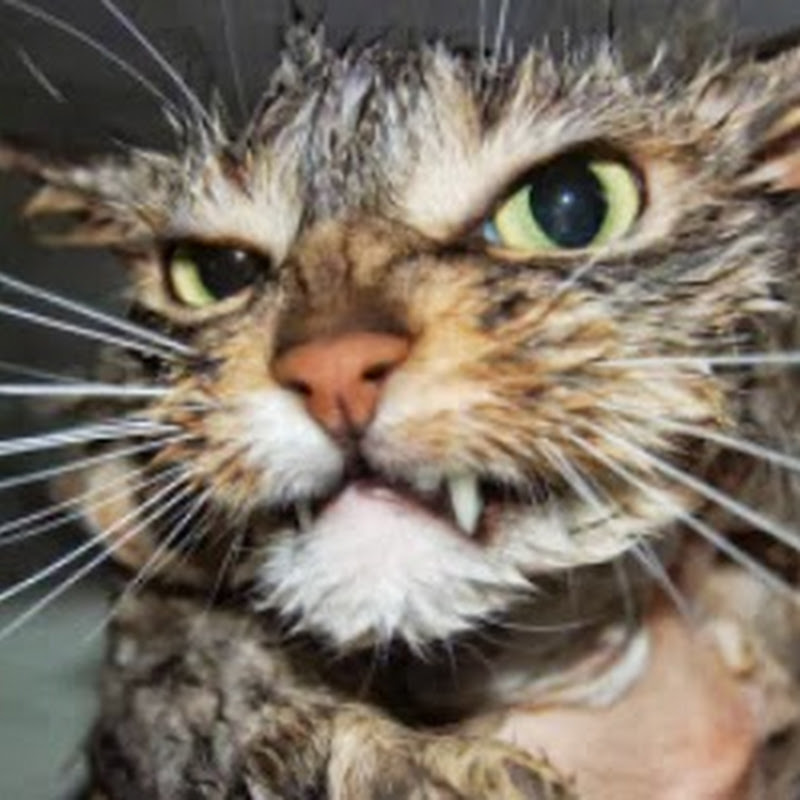 Photo de la chaîne de Parole de chat