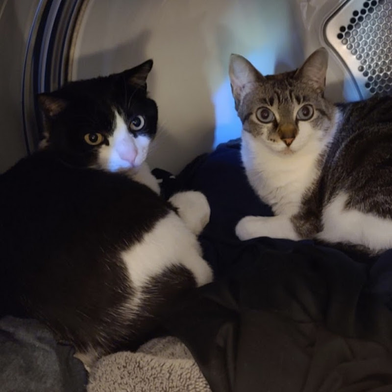 Photo de la chaîne de MimiBlue