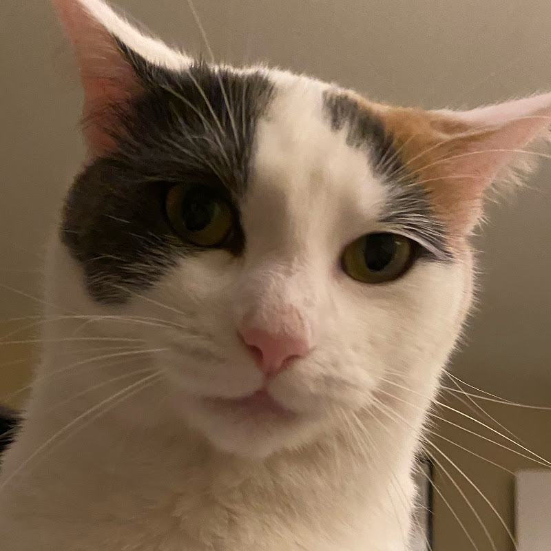 Photo de la chaîne de The Slappable Jerk