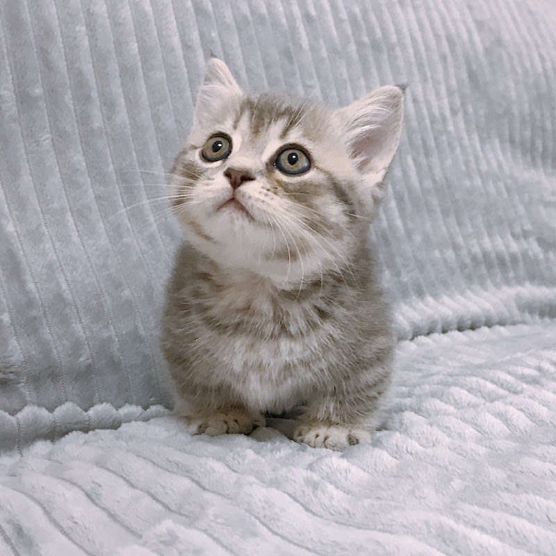 Photo de la chaîne de 萌兽喵