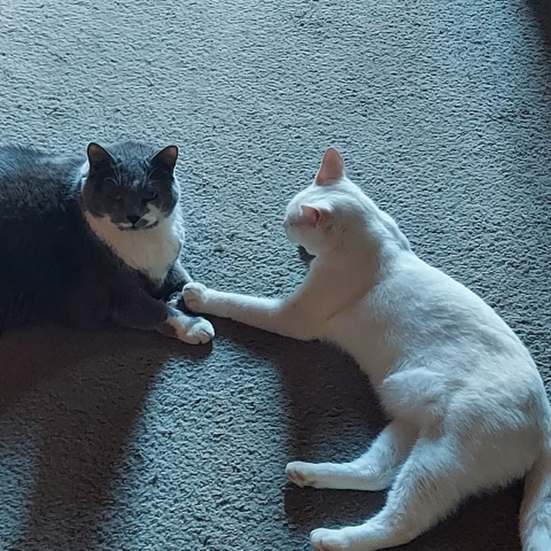 Photo de la chaîne de Brandon Magee